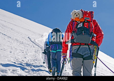 Kletterer mit Hund am Berg Breithorn (4164 m), Zermatt, Valais, Schweizer Alpen, Schweiz, Europa Stockfoto