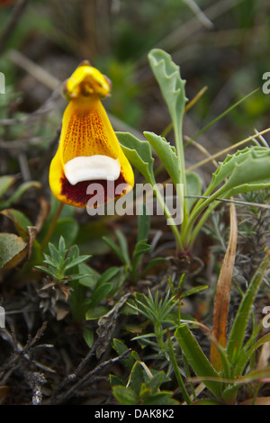 Taschenbuch-Pflanze, Slipperwort, Darwins Slipperflower (Calceolaria Uniflora var. Darwinii, Calceolaria Darwinii) blühen, Chile, Patagonien, Torres del Paine Nationalpark Stockfoto