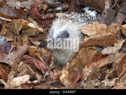 Europäische Igel im Blatt Haufen Stockfoto