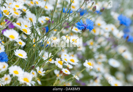 Blumen in natürlichen Wildblumen-Cottage-Garten Stockfoto