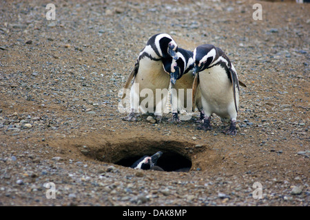 Magellan-Pinguin (Spheniscus Magellanicus), drei Pinguine Blick in eine Verschachtelung Loch, Punta Arenas, Chile, Isla Magdalena Stockfoto