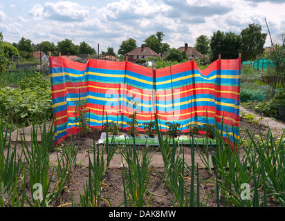 Strand Windschutz in städtischen Schrebergarten, Norwich, Norfolk, england Stockfoto