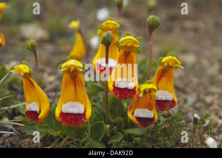 Taschenbuch-Pflanze, Slipperwort, Darwins Slipperflower (Calceolaria Uniflora var. Darwinii, Calceolaria Darwinii) blühen, Argentinien, Patagonien, Perito Moreno Nationalpark Stockfoto