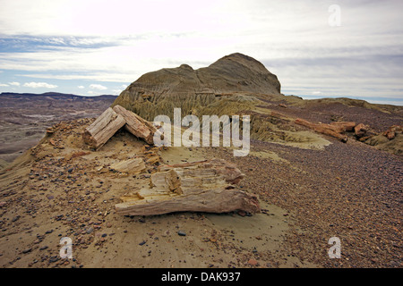 versteinertes Holz der Samiento mit verkieselten Stämme der Palmen ein Koniferen der Kreidezeit Alter, Argentinien, Patagonien, Monumento Natural Bosque Petrificado Sarmiento Stockfoto