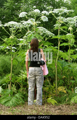 Riesenbärenklau (Heracleum Mantegazzianum), Größe Comparisoon der Bärenklau mit einer jungen Frau, Deutschland Stockfoto