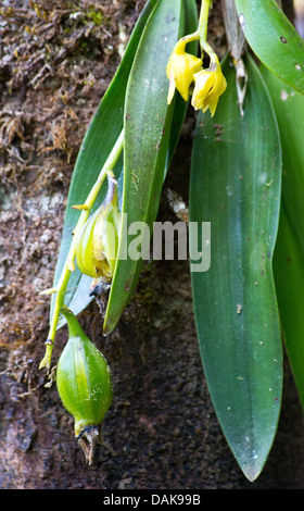 Wilde Dendrobium Geotropum Orchidee, Provinz Enga, Papua New Guinea Stockfoto