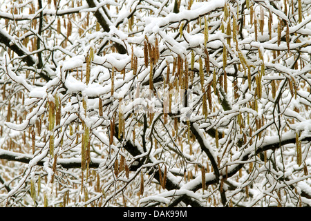 Haselnuss (Corylus Avellana), Haselnuss im Winter blühen Stockfoto