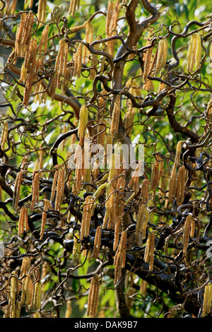 Hazel, Korkenzieher, gemeinsame Hasel (Corylus Avellana 'Contorta', Corylus Avellana Contorta), Blüte Stockfoto