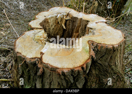 Weide, Korbweide (Salix spec.), hohl abgekriegt unten Baumstamm mit Herz Rot, Deutschland Stockfoto