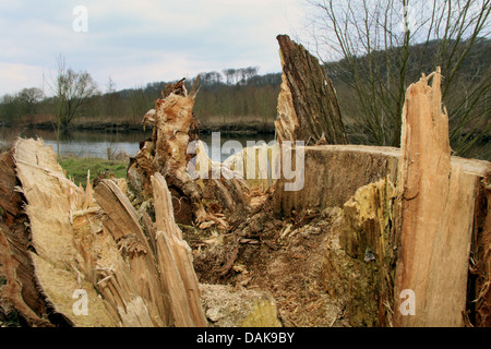 Weide, Korbweide (Salix spec.), hohl abgekriegt unten Baumstamm mit Herz Rot, Deutschland Stockfoto