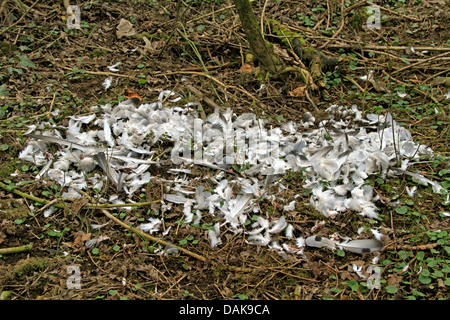 Federn einer Taube, gefangen von einem Raubvogel, Deutschland Stockfoto