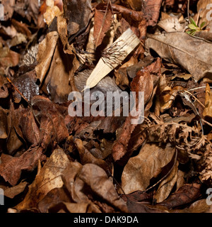 Europäische Igel im Blatt Haufen Stockfoto