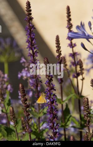 Kleine Skipper Schmetterling Thymelicus Sylvestris auf Salvia nemorosa Stockfoto