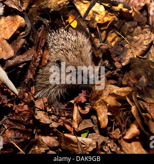 Europäische Igel im Blatt Haufen Stockfoto