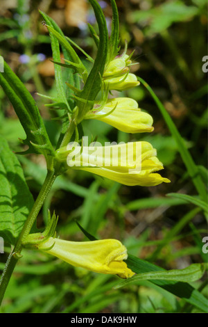 Kuh-Weichweizen (Melampyrum Pratense), Blumen, Deutschland, Nordrhein-Westfalen, Bergisches Land Stockfoto