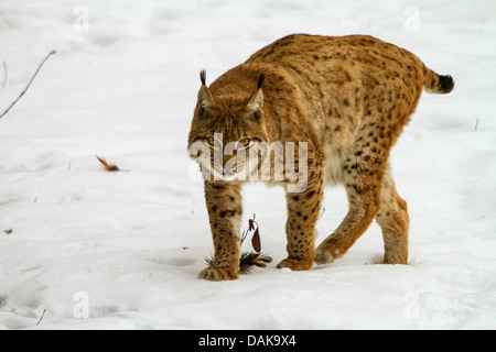 Eurasischer Luchs (Lynx Lynx), Wandern im Schnee, Schweiz Stockfoto