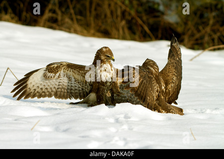 Eurasischer Bussard (Buteo Buteo), zwei kämpfen eurasischen Bussarde im Schnee, Schweiz, Sankt Gallen Stockfoto