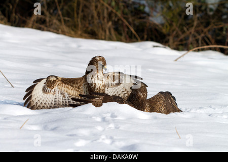 Eurasischer Bussard (Buteo Buteo), zwei kämpfen eurasischen Bussarde im Schnee, Schweiz, Sankt Gallen Stockfoto