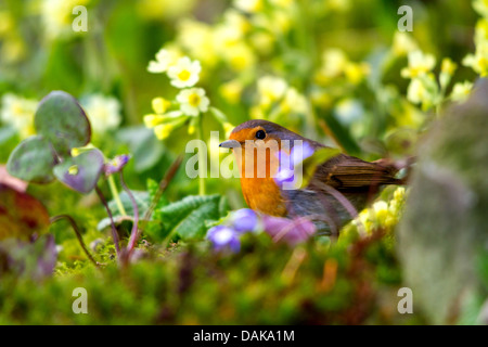 Rotkehlchen (Erithacus Rubecula), sitzen auf den Waldboden unter den Blumen, der Schweiz, Sankt Gallen Stockfoto