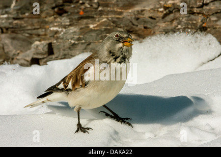 weiß-winged Schnee Finch (Montifringilla Nivalis), stehend im Schnee, Schweiz, Wallis Stockfoto