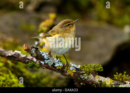 Zilpzalp (Phylloscopus Collybita), am Zweig auf Wald Boden, Schweiz, Sankt Gallen Stockfoto