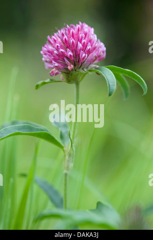 Berg Zick-Zack-Klee (Trifolium Alpestre), blühen, Deutschland, BG HD Stockfoto