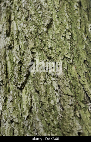 Hemlock Fichte, östliche Hemlocktanne (Tsuga Canadensis), Rinde Stockfoto