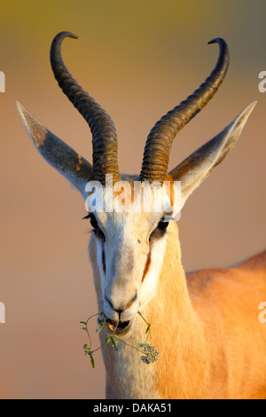 Kauen auf einer kleinen wilden Blume - Antidorcas Marsupialis - Kalahari - Südafrika Springbock Stockfoto