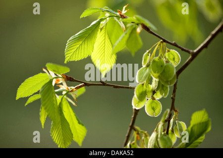 Europäische Ulme, Europäische weiße Ulme (Ulmus Laevis), Zweig mit Früchten im Sonnenlicht, Deutschland Stockfoto