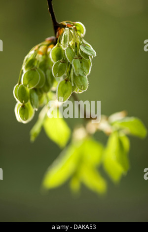 Europäische Ulme, Europäische weiße Ulme (Ulmus Laevis), Zweig mit Früchten im Sonnenlicht, Deutschland Stockfoto