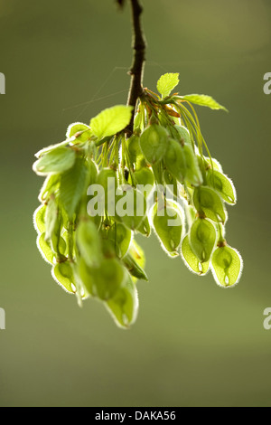 Europäische Ulme, Europäische weiße Ulme (Ulmus Laevis), Zweig mit Früchten im Sonnenlicht, Deutschland Stockfoto