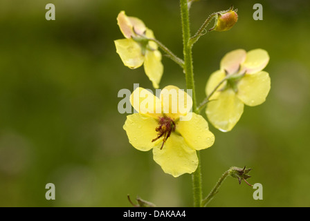 Motte Königskerze (Verbascum Blattaria), weiße Blüten, Deutschland Stockfoto