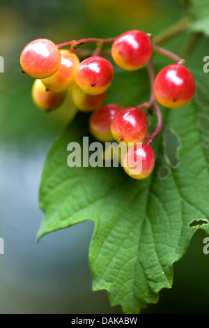 Guelder-Rose Schneeball (Viburnum Opulus), Früchte auf einem Ast, Deutschland Stockfoto