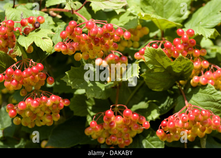 Guelder-Rose Schneeball (Viburnum Opulus), Früchte auf einem Ast, Deutschland Stockfoto