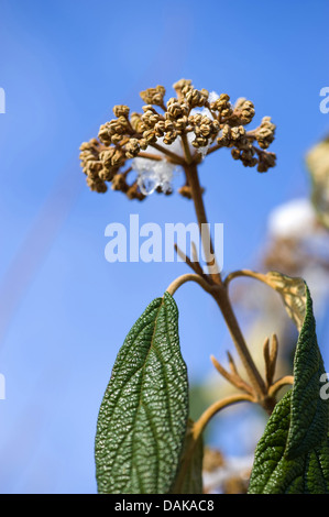 Runzelblatt-Schneeball (Viburnum Rhytidophyllum), Blütenstand im Keim zu ersticken Stockfoto