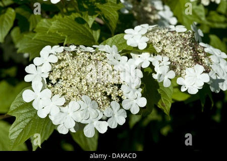 Sargent Viburnum (Viburnum Sargentii), blühen Stockfoto