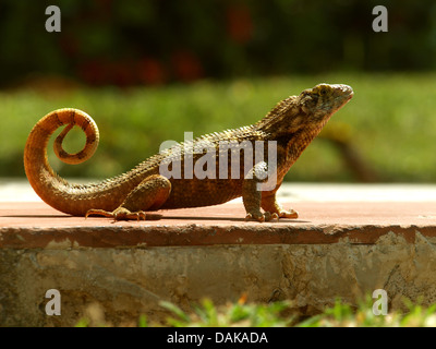 Curly-angebundene Eidechse (Leiocephalus Carinatus), auf einen Pfad, Kuba Stockfoto