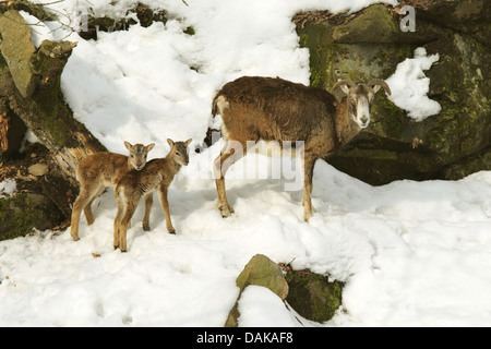 Mufflon (Ovis Musimon, Ovis Gmelini Musimon, Ovis Orientalis Musimon), Mufflon mit Lämmern in verschneiter Landschaft, Deutschland, Sachsen Stockfoto