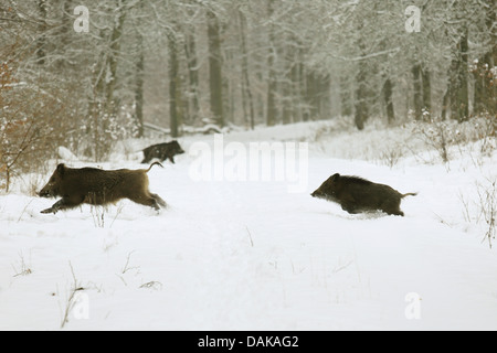 Wildschwein, Schwein, Wildschwein (Sus Scrofa), Flucht Wildschweine, Deutschland, Baden-Württemberg Stockfoto