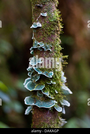 Grüne Klammer Pilze wachsen auf einem kleinen moosigen Baumstamm in montanen Regenwald, Papua New Guinea highlands Stockfoto