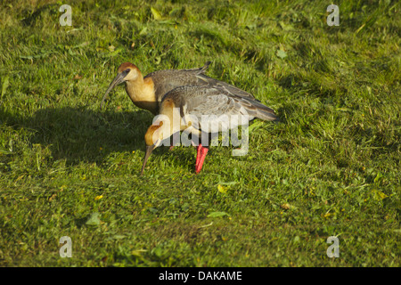 Schwarz-faced Ibis (Theristicus Melanopis), auf den Feed, Chile, Patagonien Stockfoto