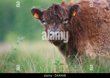 Galloway Rinder, Hausrind (Bos Primigenius F. Taurus), junge Galloway Rinder auf der Weide, Niederlande, Gelderland Stockfoto