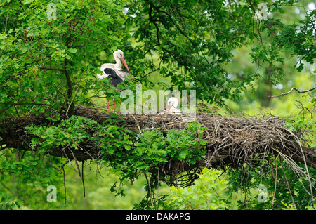 Weißstorch (Ciconia Ciconia), Storchenpaar auf ihrem Nest, Deutschland Stockfoto