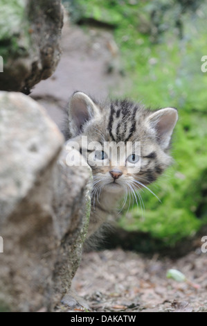 Europäische Wildkatze, Wald Wildkatze (Felis Silvestris Silvestris), Kätzchen auf der Suche hinter einem Stein Stockfoto