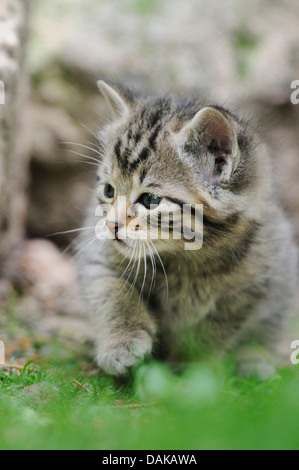 Europäische Wildkatze, Wald Wildkatze (Felis Silvestris Silvestris), Kätzchen sitzen auf einer Wiese Stockfoto