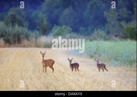 Reh (Capreolus Capreolus), Doe mit zwei Kitzen stehend auf einem abgeernteten Feld, Deutschland Stockfoto