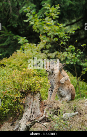 Eurasischer Luchs (Lynx Lynx), Mutter und Kind sitzt an einem Baum Haken in einem Wald, Deutschland Stockfoto