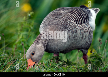 Graugans (Anser Anser), Fütterung auf einer Wiese, Deutschland Stockfoto