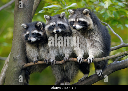 gemeinsamen Waschbär (Procyon Lotor), drei Waschbären sitzen nebeneinander auf einem Ast, Deutschland Stockfoto