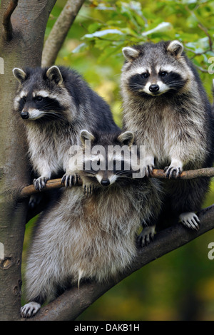 gemeinsamen Waschbär (Procyon Lotor), drei Waschbären sitzen nebeneinander auf einem Ast, Deutschland Stockfoto